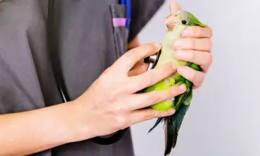 Simak! 15 Trik Jitu Mencegah Penyakit yang Umumnya Menyerang Burung Kacer