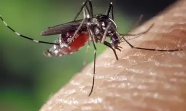 Dampak Gigitan Nyamuk Pada Kesehatan Tubuh Yang Harus Diwaspadai