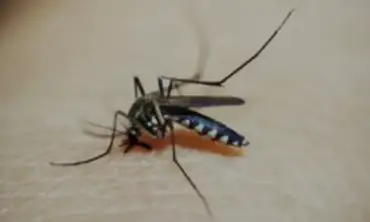 Dengue, Malaria, Zika: Memahami Penyebab, Gejala, Hingga Cara Pencegahan Penyakit yang Disebabkan oleh Nyamuk