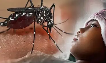 Hubungan Kompleks Antara Nyamuk dan Penyakit Autoimun, Apa yang Perlu Kita Ketahui?
