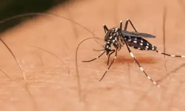 5 Jenis Nyamuk yang Paling Berbahaya, Jadi Ancaman Kesehatan Global?