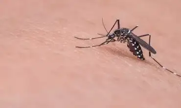 Yuk! Memahami Siklus Hidup Nyamuk Sebagai Kunci Pengendalian Populasinya