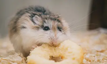 8 Tips Membuat Kandang Yang Aman Untuk Hamster, Pemula Wajib Tahu!