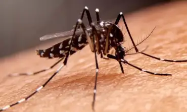 7 Tips Ampuh Mengusir Nyamuk Dengan Cara Alami Yang Masih Jarang Diketahui