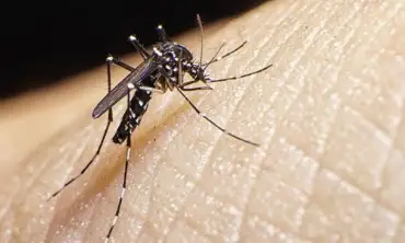 10 Tips Menghindari Gigitan Nyamuk di Dalam Rumah Yang Wajib Diketahui