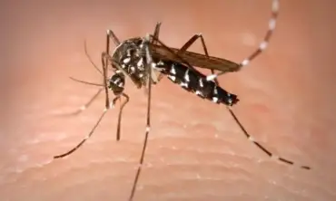 Potensi Bahaya Nyamuk Aedes Aegypti Pada Kesehatan Tubuh Yang Harus Diwaspadai