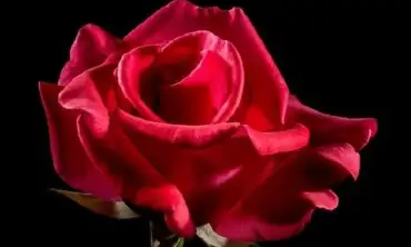 7 Fakta Menarik Tentang Bunga Mawar yang Mungkin Belum Anda Ketahui