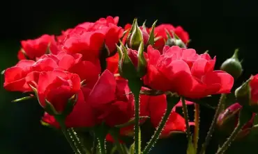 6 Fakta Unik Tentang Bunga Mawar Yang Masih Jarang Diketahui, Usianya Panjang Banget Loh!