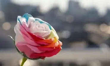 5 Jenis Bunga Mawar Dengan Harga Paling Mahal Di Dunia, Tertarik Membeli?