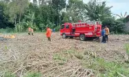 Angin Kencang Saat Bakar Daun Kering, Lahan Tebu 1,5 Hektar Terbakar