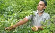 Cuaca Ekstrem, Jamur Patek Mengancam Tanaman Cabai di Jombang