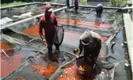 Produksi Ikan di Kabupaten Kediri Meningkat