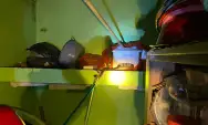 Ular Cobra Jawa Sepanjang 1,2 Meter Ngumpet di Dapur Rumah Warga di Trenggalek