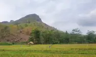 Lahan Pangan Produktif di Tulungagung Berkurang 2 Ribu Hektare