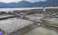 Ini Penyebab Ratusan Ikan Keramba di Telaga Ngebel Ponorogo Mati Mendadak