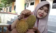 Keunikan Durian Kentang dari Panekan