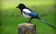 4 Tips Merawat Suara Burung Murai Agar Tetap Indah dan Merdu
