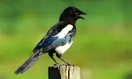 Rahasia Menjaga Kualitas Suara Burung Murai Agar Tetap Bagus