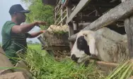 Jelang Iduladha, Kelompok Pemelihara Ternak dan Domba Desa Tanggungan Jombang Kebanjiran Order