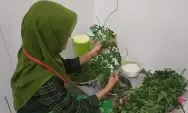 Warga Kelurahan Jombang Olah Daun Kelor jadi Minuman Herbal, Laris Manis Pada Musim Haji