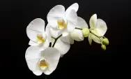 6 Tips Menanam dan Merawat Bunga Anggrek sebagai Tanaman Hias