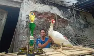 Budidaya Entok Jumbo Kontes, Warga Kelurahan Klampok Sukses Raup Cuan, Anakan Entok Juara Dipasarkan Rp 1.5 Juta Perekor