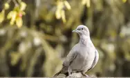 7 Fakta Menarik tentang Burung Merpati yang Jarang Diketahui