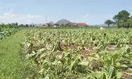 Ratusan Hektare Lahan Pertanian Tembakau di Kabupaten Tulungagung Puso