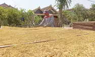 Kemarau Berkah Petani Tembakau Desa Tatung Ponorogo, Panen Tembakau Diprediksi Melimpah Tahun ini