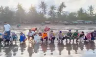 Puluhan Tukik Terdampar di Pantai Cengkrong Trenggalek