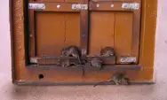 Tanda-tanda Kehadiran Tikus di Rumah, Waspadalah dan Lakukan Langkah Cepat sebelum Populasinya Meningkat!