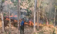 Sepuluh Hektare Lahan di Hutan Sanggrahan Tulungagung Terbakar