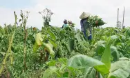 Gagal Panen Awal Tahun, Petani Tembakau di Tulungagung Tuai Hasil saat Kemarau