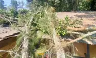 Dua Warung Tertimpa Pohon Imbas Angin Kencang Wisata Brakseng