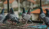 Memahami Perilaku Berkembang Biak Burung Merpati, Mulai dari Perebutan Jantan hingga Perawatan Anakan