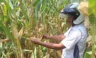 Petani Jagung Resah, Jagung Siap Panen di Kabupaten Jombang Ludes Digasak Pencuri