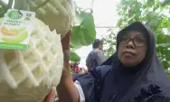 Sukses Budidayakan Melon Sweet Net asal Thailand, Panen Perdana Raup Jutaan Rupiah