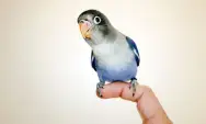 8 Cara Mengatasi Perilaku Agresif pada Burung Lovebird, Yuk Pahami Penyebabnya!