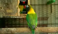 Pesona Burung Lovebird, 10 Ciri Khas yang Membuatnya Unik dan Menarik