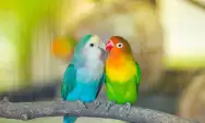 Simak! 7 Tips Mengatasi Kesenjangan Usia pada Pasangan Burung Lovebird