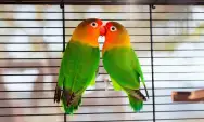 15 Trik Sukses Mengajarkan Lovebird Anda Melompat, Bangun Keterampilan yang Menarik dan Menghibur