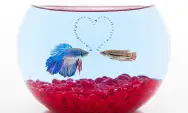 Simak! 10 Trik Memilih Pasangan Ideal untuk Ikan Cupang yang Siap Kawin