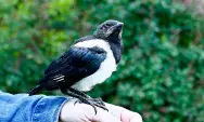10 Upaya Konservasi dan Pelestarian Burung Murai Batu demi Pertahankan Keanekaragaman Hayati