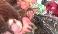 Harga Pakan Naik Drastis, Peternak Ayam di Kabupaten Jombang Terancam Bangkrut