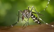 Mitos dan Fakta Tentang Nyamuk Yang Berkembang di Masyarakat
