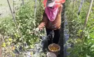 Susul Cabai, Harga Tomat Tembus Rp 13.000 Per Kilogram