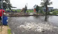 Budidaya Ikan Patin, Warga Desa Tengaran Jombang Raup Cuan, Panen 2 Ton Per-hari