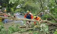 Imbas Cuaca Buruk, 4 Pohon Tumbang, BPBD Tulungagung: Satu Mobil dan Pemotor Tertimpa