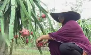 Berkah Bulan Ramadan, Petani Buah Naga di Kabupaten Jombang Untung Berlipat