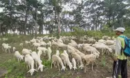 Kiprah Peltu Bambang Purwanto, Anggota TNI AD, Pemelihara Hampir Setengah Juta Ekor Domba, Ini Kisahnya
